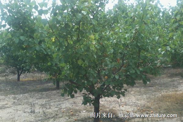 杏樹價格多少錢一株