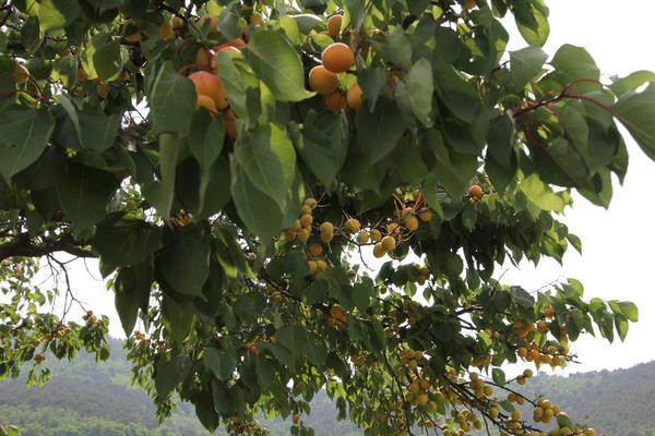 杏樹價格多少錢一株