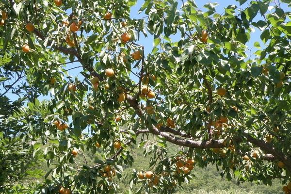杏樹價格多少錢一株