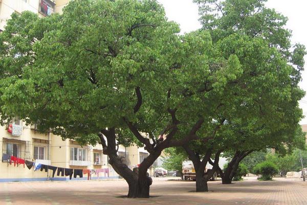 杏樹價格多少錢一株