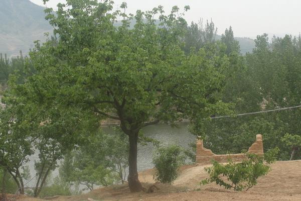 杏樹價格多少錢一株