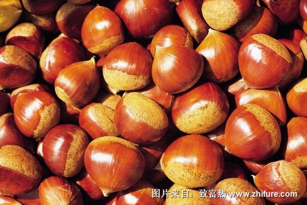 板栗和栗子的區別是什么