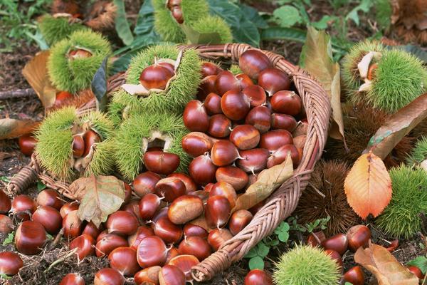 板栗和栗子的區別是什么