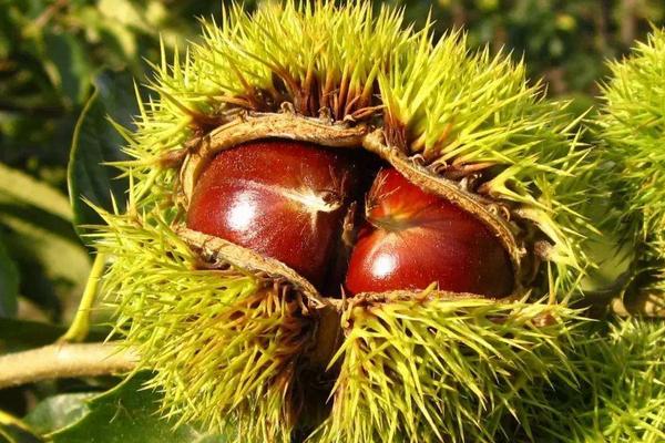 板栗和栗子的區別是什么