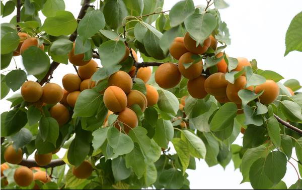 杏樹品種有哪些