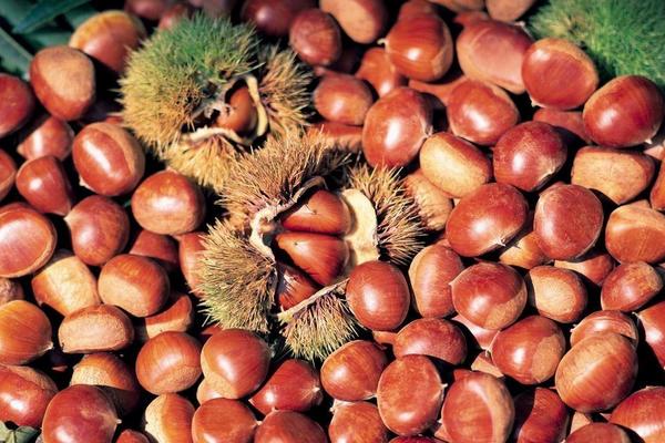 板栗和栗子的區別是什么