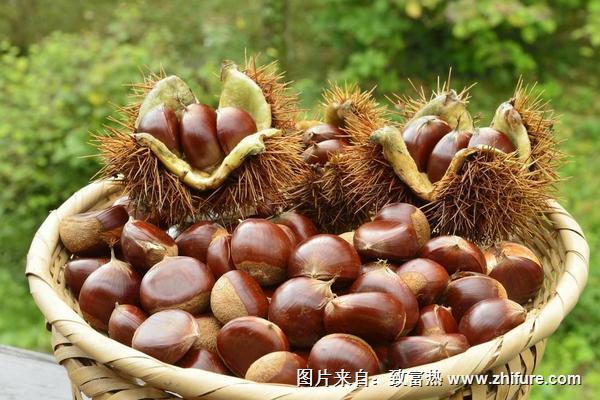 板栗和螃蟹能一起吃嗎