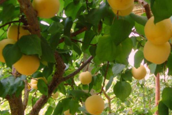 杏樹品種有哪些