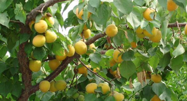 杏樹品種有哪些
