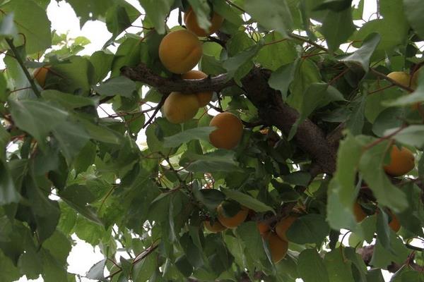 杏樹品種有哪些