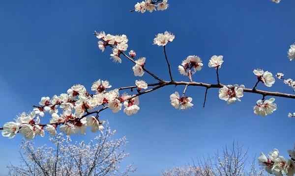 杏樹品種有哪些