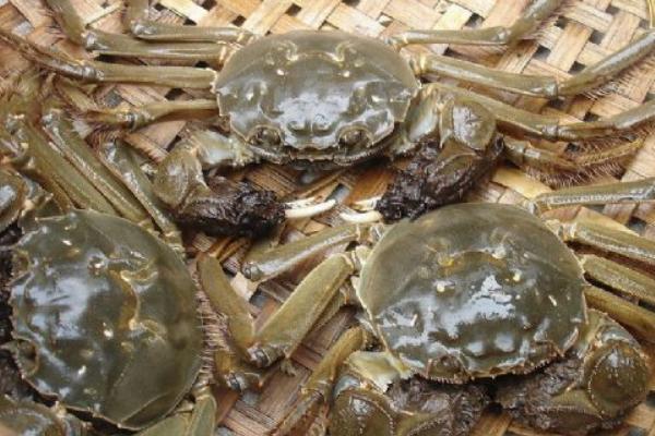 板栗和螃蟹能一起吃嗎