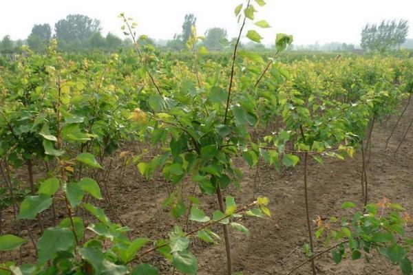 杏樹(shù)怎么種