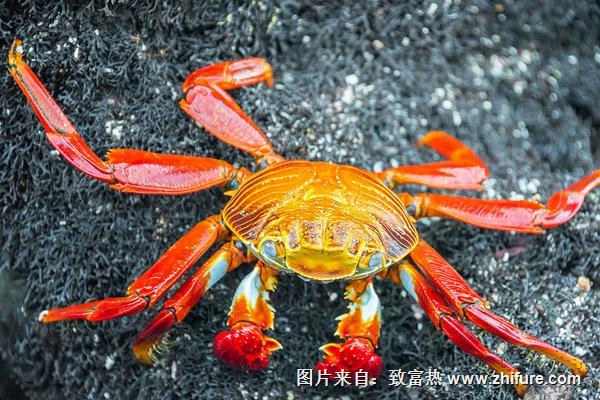 板栗和螃蟹能一起吃嗎