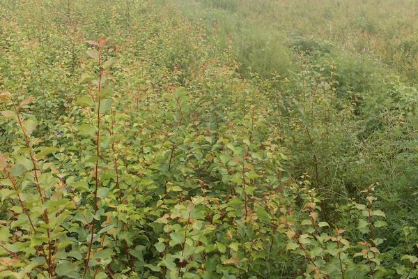 杏樹(shù)怎么種