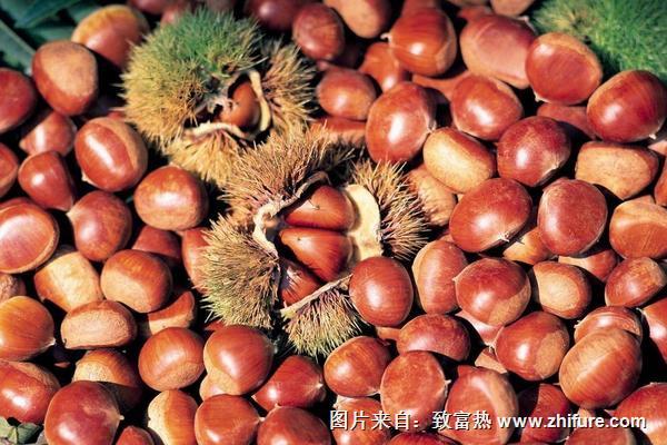 板栗泡酒的做法步驟