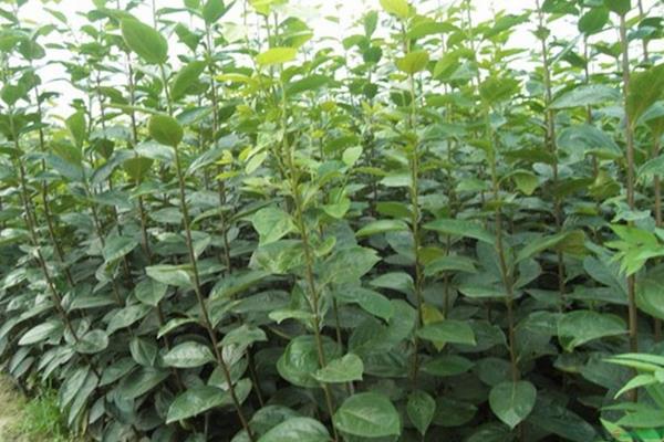 杏樹(shù)怎么種