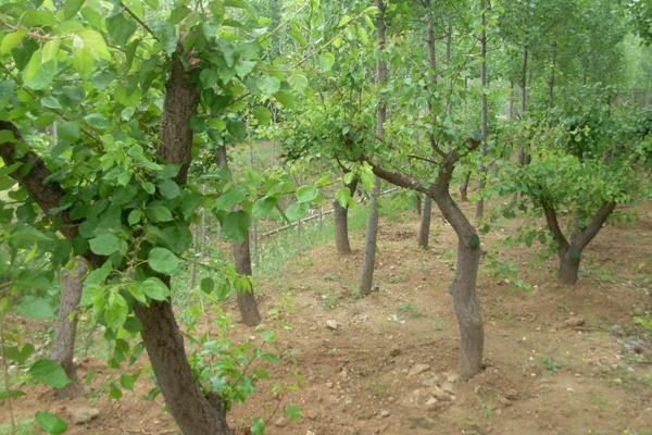 杏樹(shù)怎么種