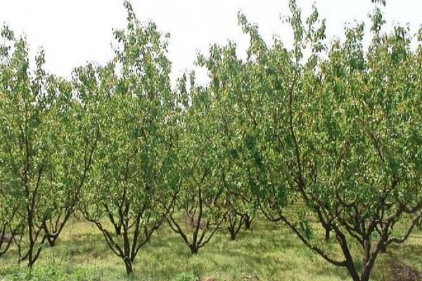 杏樹(shù)怎么種