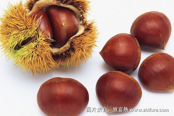 毛栗與板栗的區別是什么