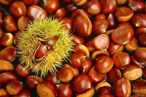 怎樣挑選板栗