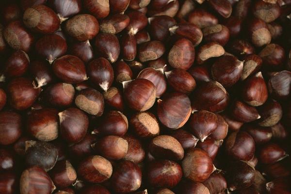 板栗能放冰箱冷凍嗎