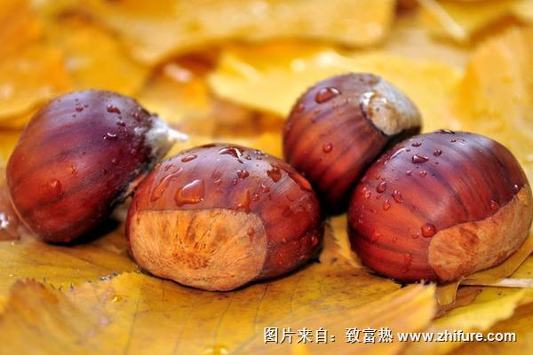 蠶豆病可以吃板栗嗎