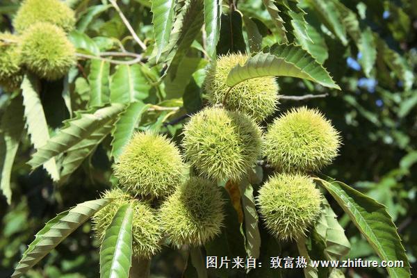 板栗什么時候成熟