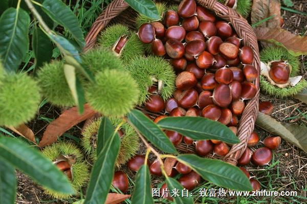 蕁麻疹可以吃板栗嗎