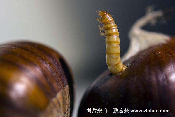 板栗怎樣保存不生蟲