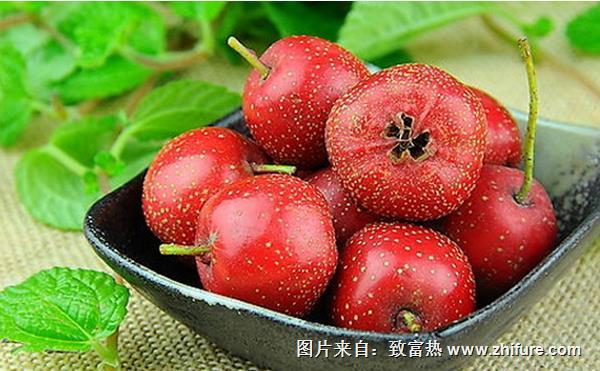 山楂什么時(shí)候成熟