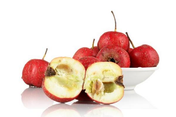 大果山楂圖片大全