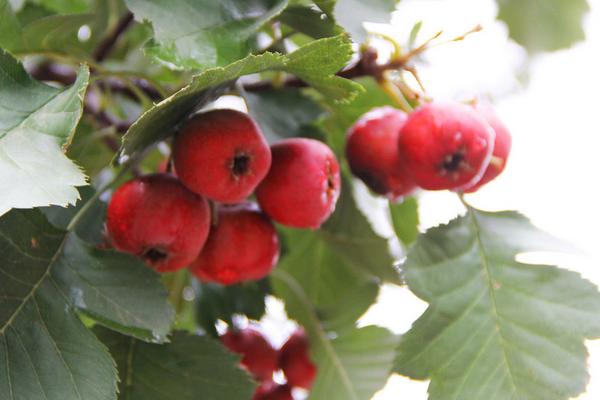 大果山楂圖片大全