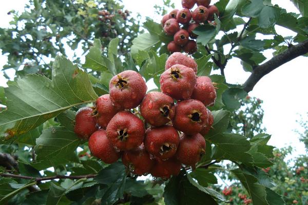 大果山楂圖片大全