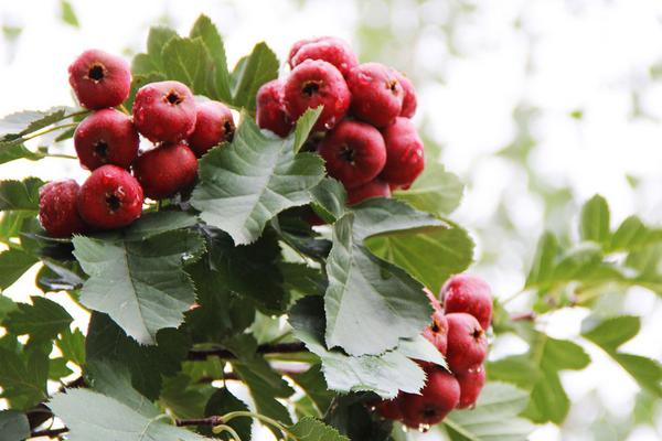 大果山楂圖片大全