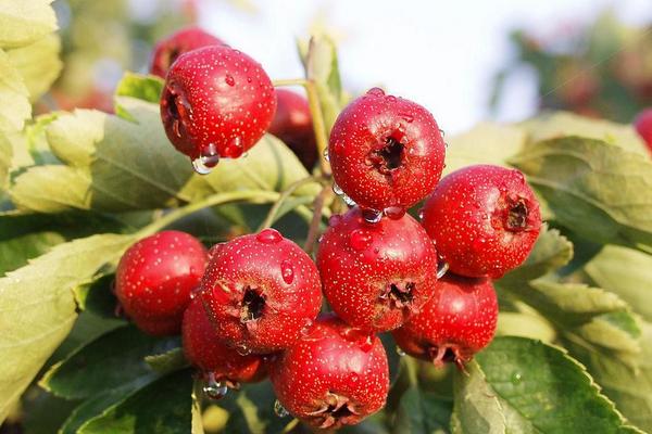 大果山楂圖片大全