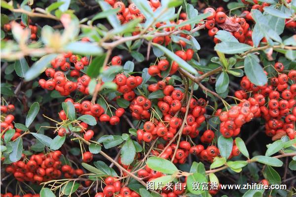 野山楂的藥用價值有哪些