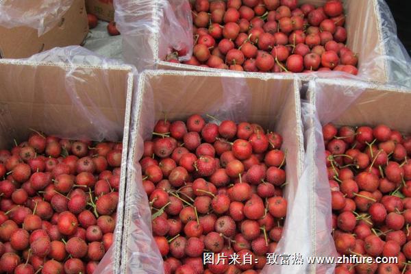 大果山楂圖片大全