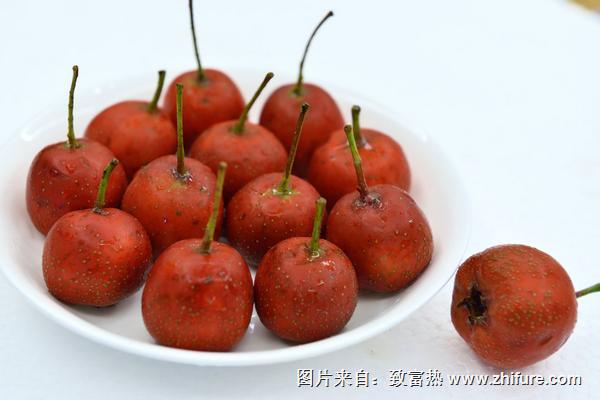 大果山楂價(jià)格多少錢一斤