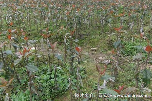 大果山楂苗價格多少錢一棵