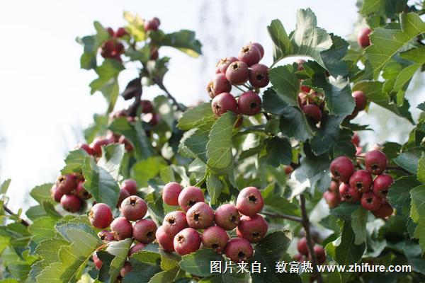 大果山楂種植技術