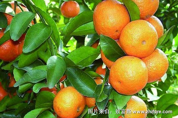 如何種植沙糖桔