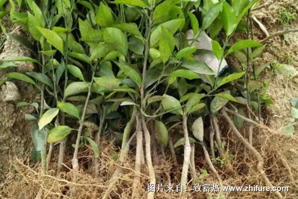 沙糖桔苗價格多少錢一棵