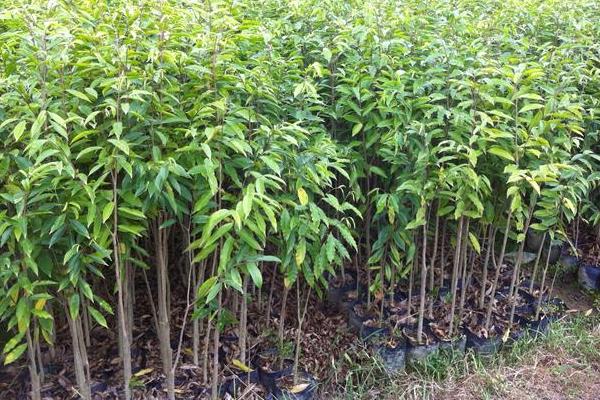 沙糖桔種植技術與管理方法