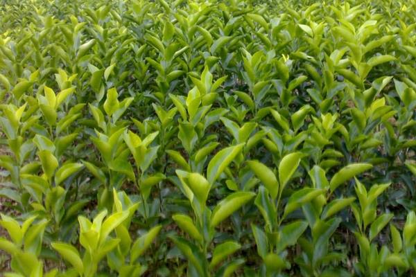 沙糖桔種植技術與管理方法