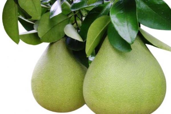 柚子圖片大全
