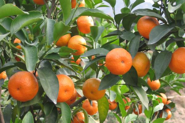 沙糖桔種植技術與管理方法