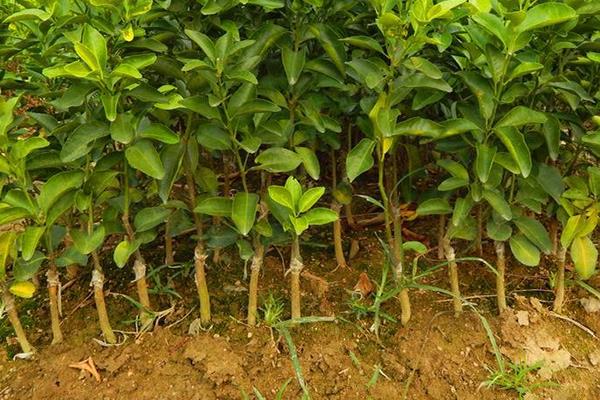 沙糖桔種植技術與管理方法