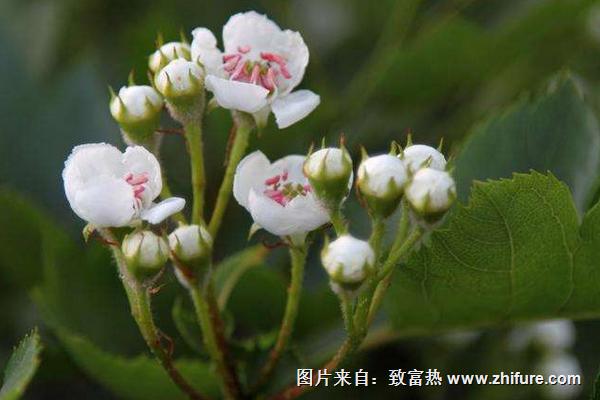 山楂花圖片大全