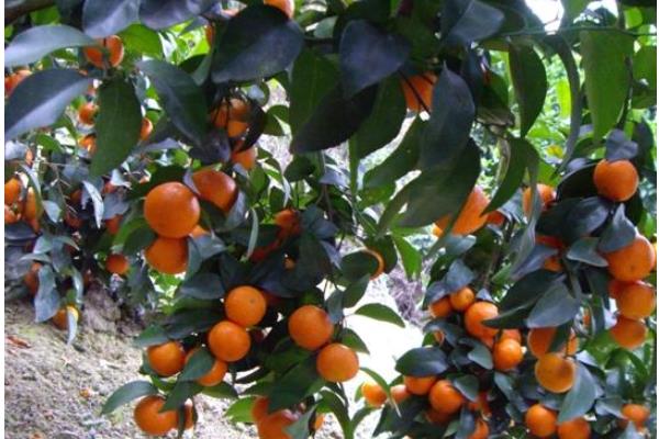 沙糖桔種植技術與管理方法